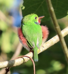 Todus multicolor