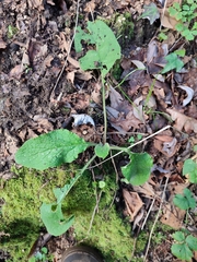 Pentaglottis sempervirens
