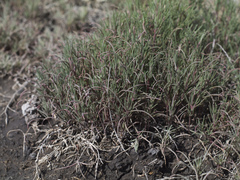 Petrosimonia brachiata