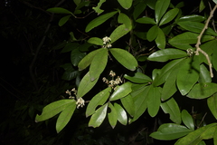Rinorea