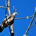 Ashy Wood Pigeon - Photo (c) Joan Kuo, some rights reserved (CC BY-NC)