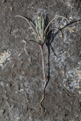 Petrosimonia brachiata