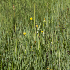 Scorzonera parviflora