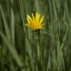 Scorzonera parviflora