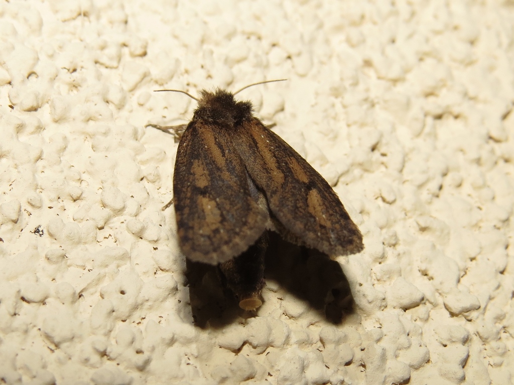 Clemens' Grass Tubeworm Moth from Havre De Grace, MD 21078, USA on July ...