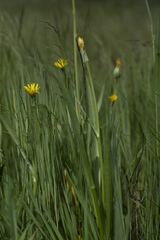 Scorzonera parviflora