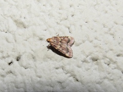 Aglossa