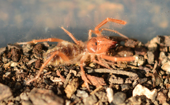 Eremobatidae