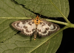 Anania hortulata