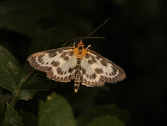 Anania hortulata