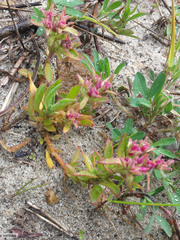 Aizoon paniculatum