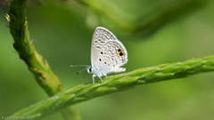 Hemiargus ceraunus