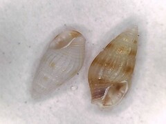 Parvanachis obesa