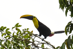 Ramphastos brevis