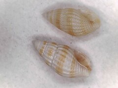 Parvanachis obesa