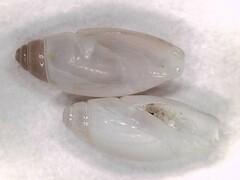 Olivella pusilla