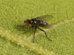 Chrysotus laesus