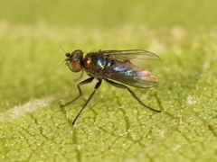 Chrysotus laesus