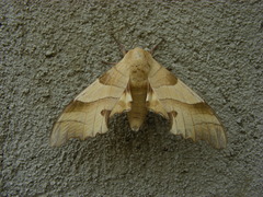 Marumba quercus