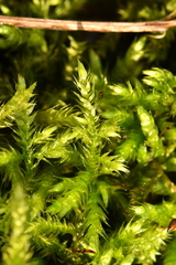 Brachythecium rutabulum