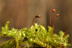 Brachythecium rutabulum