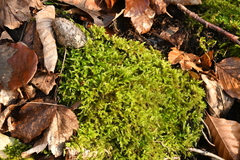 Brachythecium rutabulum