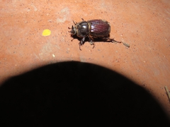 Archophileurus