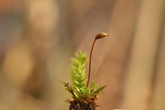 Brachythecium rutabulum