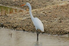 Ardea alba