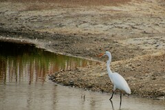 Ardea alba