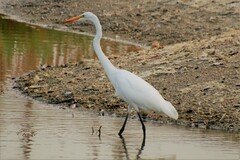 Ardea alba