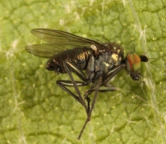 Chrysotus laesus