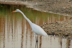 Ardea alba