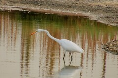 Ardea alba