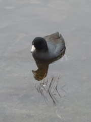 Fulica americana