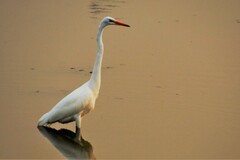 Ardea alba