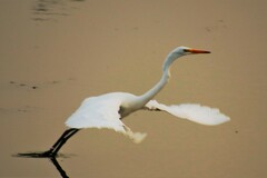 Ardea alba