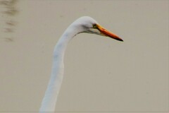 Ardea alba