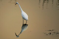 Ardea alba