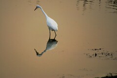 Ardea alba