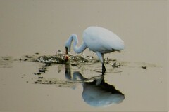 Ardea alba