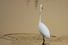 Ardea alba