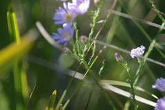 Symphyotrichum adnatum