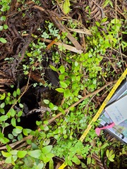 Metrosideros diffusa