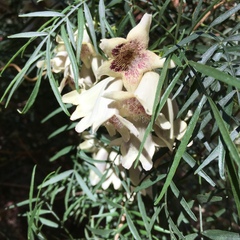 Pandorea doratoxylon
