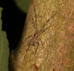 Episinus maculipes