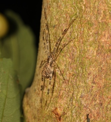 Episinus maculipes