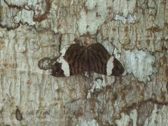 Ectima thecla