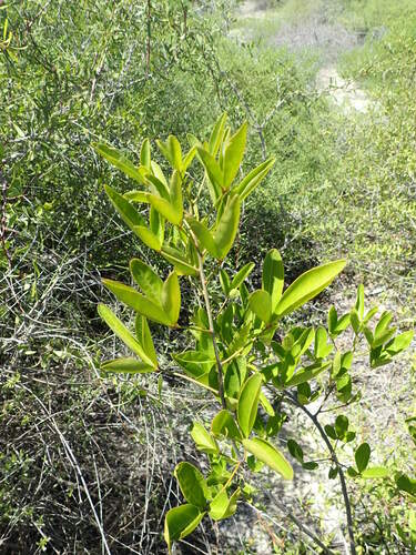 Maerua baillonii image