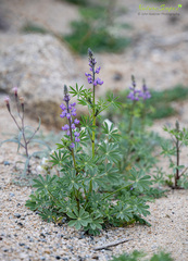 Lupinus shockleyi